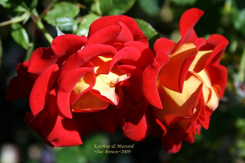 Photo of Floribunda Rose (Rosa 'Ketchup & Mustard') uploaded by Calif_Sue