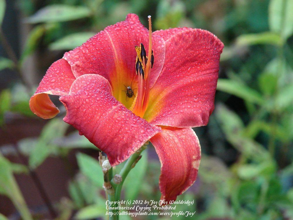 Photo of Daylilies (Hemerocallis) uploaded by Joy