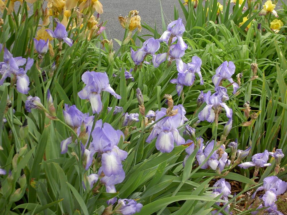 Photo of Irises (Iris) uploaded by Muddymitts