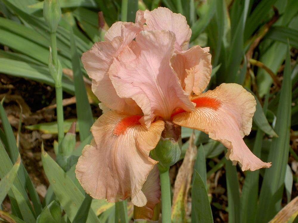 Photo of Tall Bearded Iris (Iris 'Pompano Peach') uploaded by Muddymitts