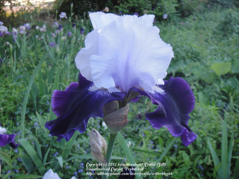 Photo of Tall Bearded Iris (Iris 'Royal Storm') uploaded by critterologist