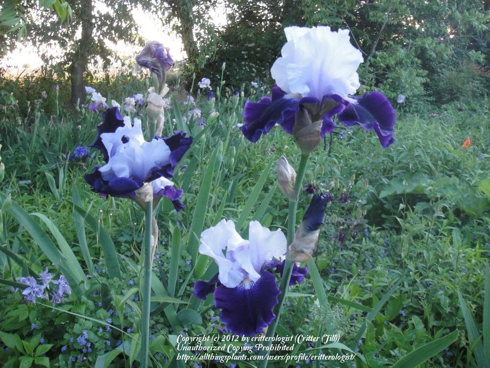 Photo of Tall Bearded Iris (Iris 'Royal Storm') uploaded by critterologist