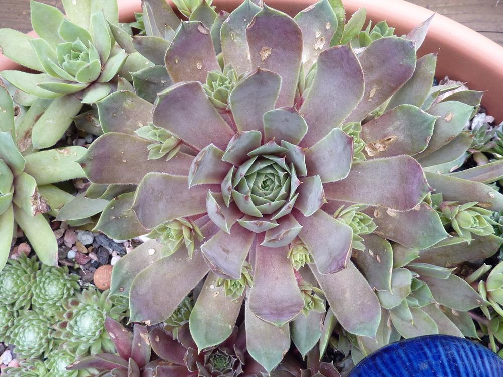 Photo of Hen and Chicks (Sempervivum 'Lady Kelly') uploaded by sandnsea2