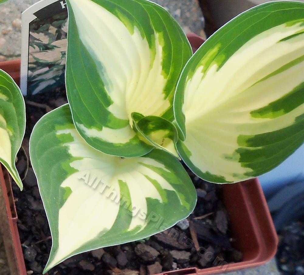 Photo of Hosta 'Fire and Ice' uploaded by virginiarose