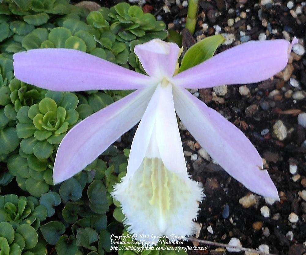 Photo of Windowsill Orchid (Pleione formosana) uploaded by zuzu