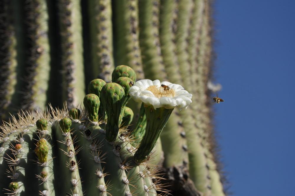 Photo of Saguaro (Carnegiea gigantea) uploaded by Aguane