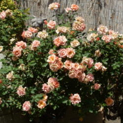 Location: My garden in Bakersfield, CA
Date: April 19, 2012 
Michel Cholet tree rose