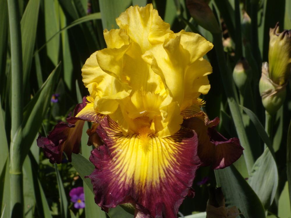 Photo of Tall Bearded Iris (Iris 'Snapshot') uploaded by Betja