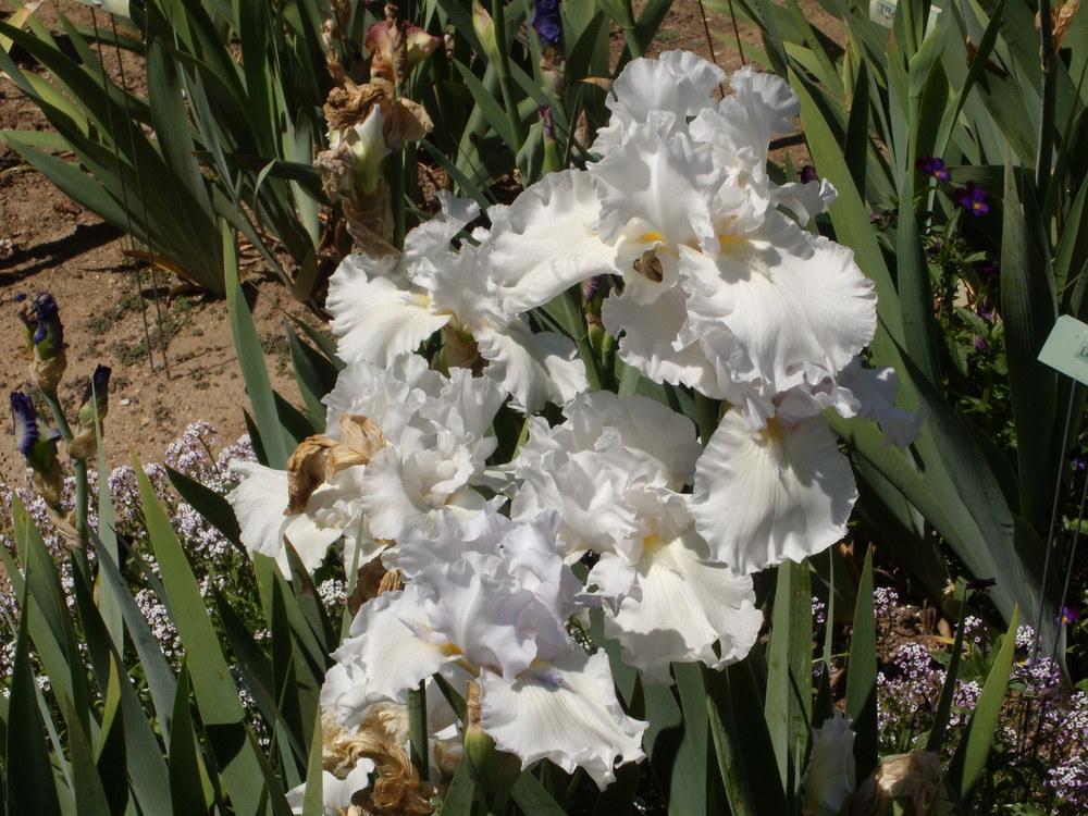 Photo of Tall Bearded Iris (Iris 'Alabaster Unicorn') uploaded by Betja