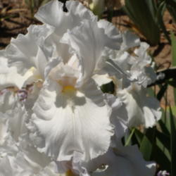Location: Randy Squires' garden in North Hills, CA
Date: April 17, 2012
