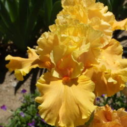 Location: Randy Squires' garden in North Hills, CA
Date: April 17, 2012