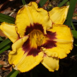 Location: My garden in Bakersfield, CA
Date: April 19, 2012