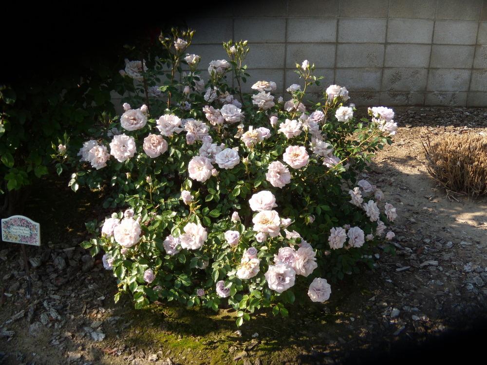 Photo of Rose (Rosa 'Winter Magic') uploaded by Betja
