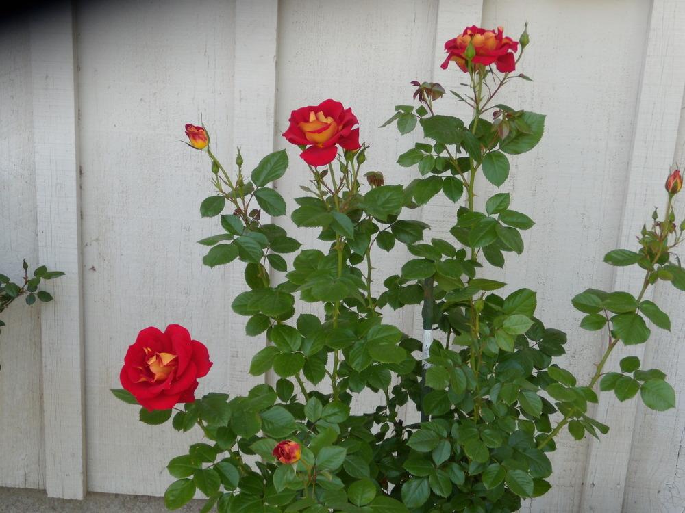 Photo of Floribunda Rose (Rosa 'Ketchup & Mustard') uploaded by Betja