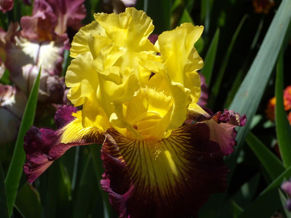 Photo of Tall Bearded Iris (Iris 'Snapshot') uploaded by Betja