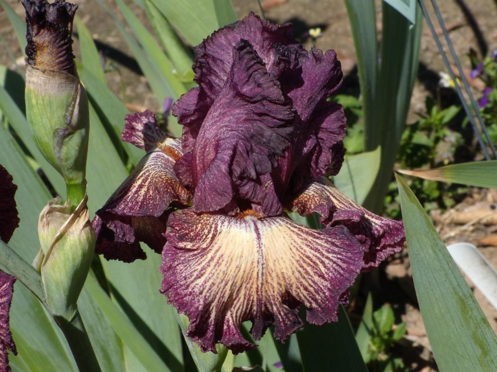 Photo of Tall Bearded Iris (Iris 'Drama Queen') uploaded by Betja