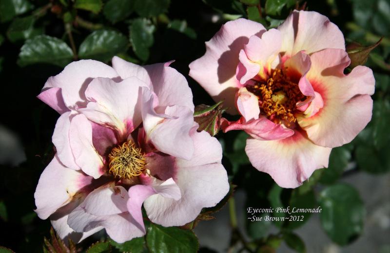 Photo of Rose (Rosa 'Eyeconic Pink Lemonade') uploaded by Calif_Sue
