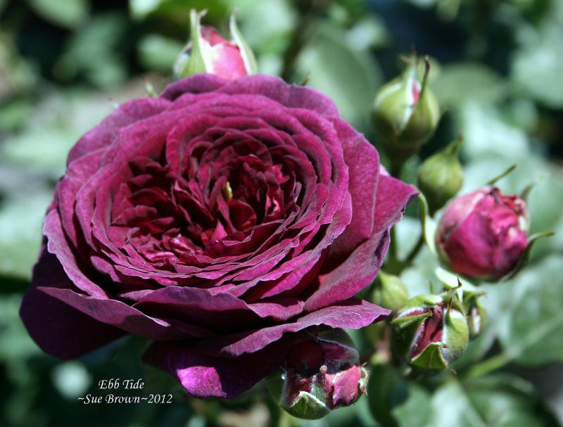 Photo of Rose (Rosa 'Ebb Tide') uploaded by Calif_Sue