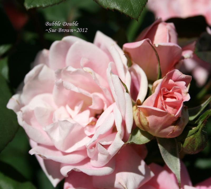 Photo of Rose (Rosa 'Bubble Double') uploaded by Calif_Sue