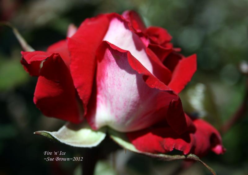 Photo of Rose (Rosa 'Fire 'n' Ice') uploaded by Calif_Sue