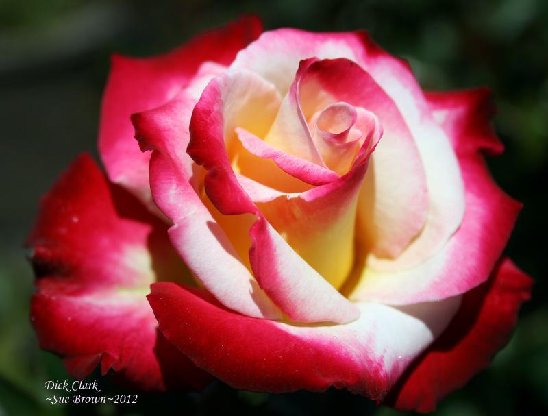 Photo of Rose (Rosa 'Dick Clark') uploaded by Calif_Sue