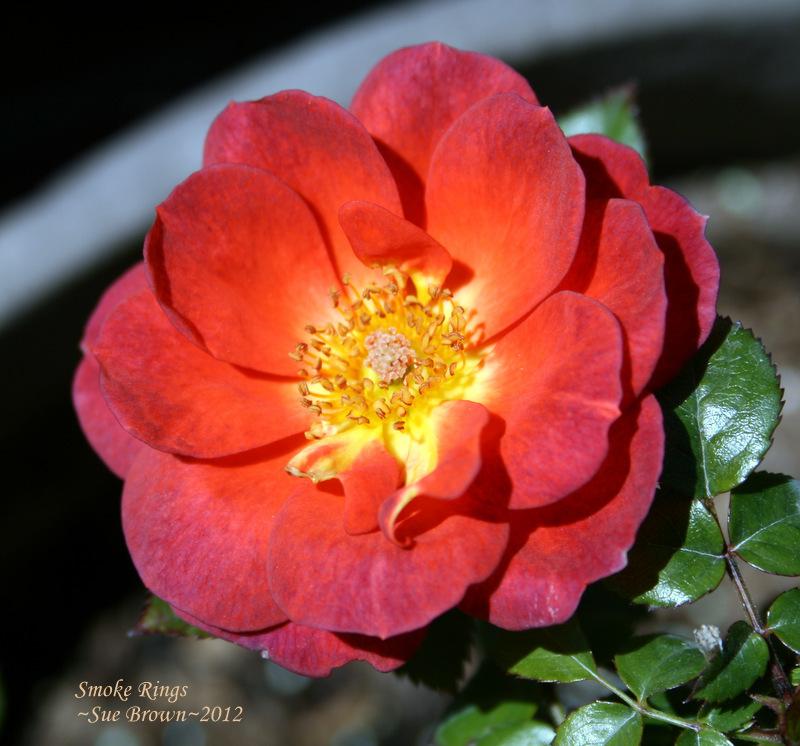 Photo of Rose (Rosa 'Smoke Rings') uploaded by Calif_Sue