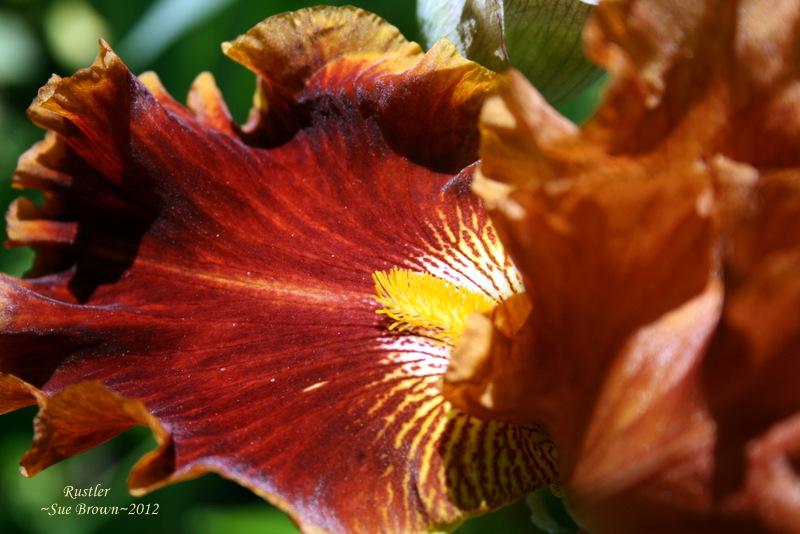 Photo of Tall Bearded Iris (Iris 'Rustler') uploaded by Calif_Sue