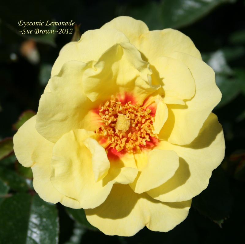Photo of Rose (Rosa 'Eyeconic Lemonade') uploaded by Calif_Sue