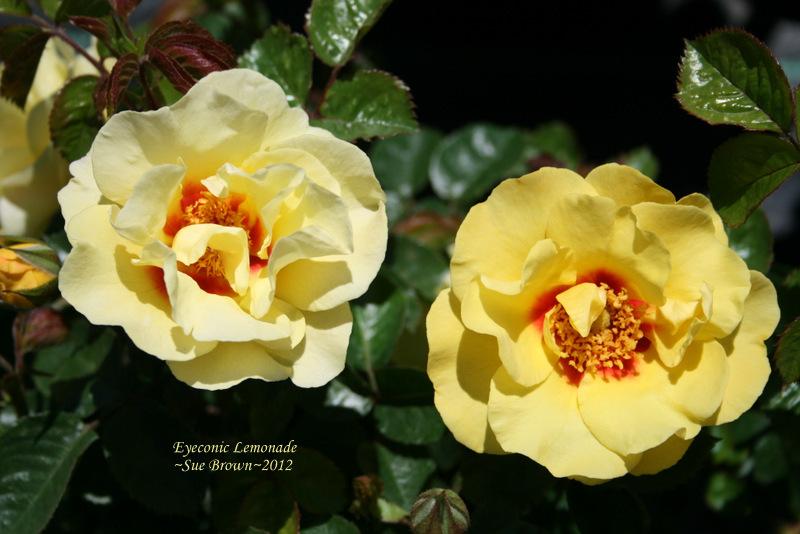 Photo of Rose (Rosa 'Eyeconic Lemonade') uploaded by Calif_Sue