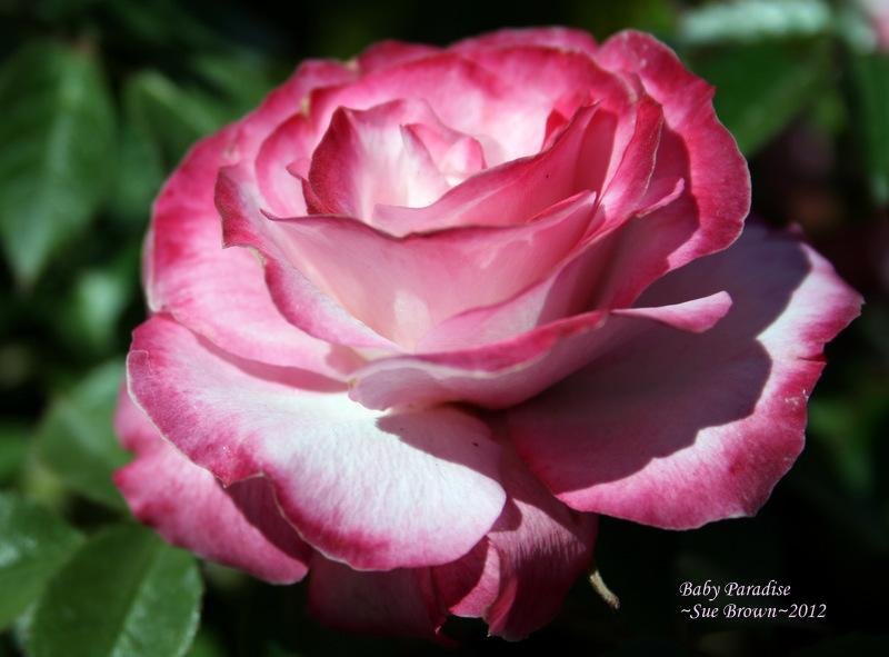 Photo of Rose (Rosa 'Baby Paradise') uploaded by Calif_Sue