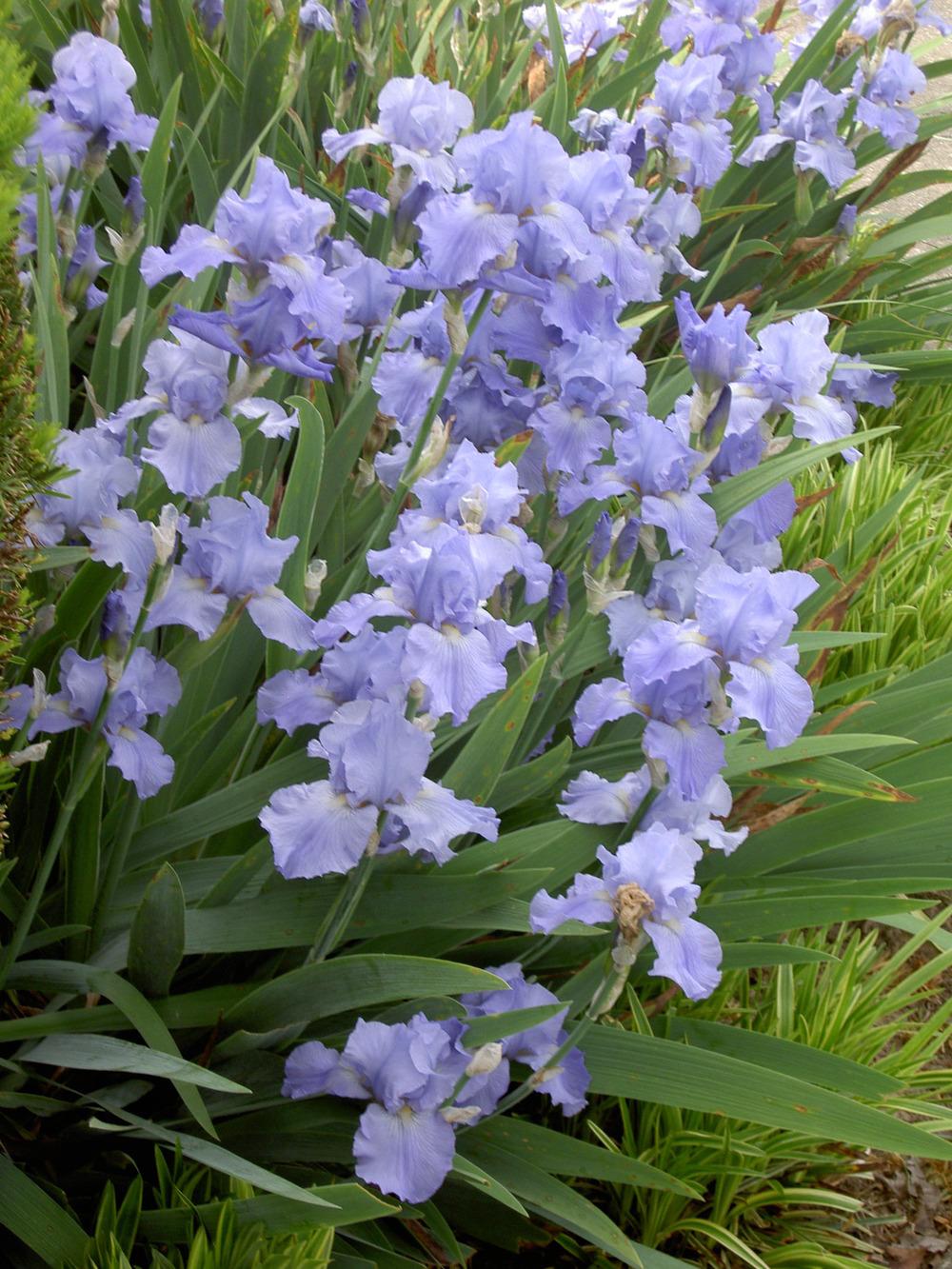 Photo of Tall Bearded Iris (Iris 'Blue Reflection') uploaded by Muddymitts