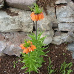 Location: Pleasant Grove, Utah
Date: 2012-04-20
In a friend's garden