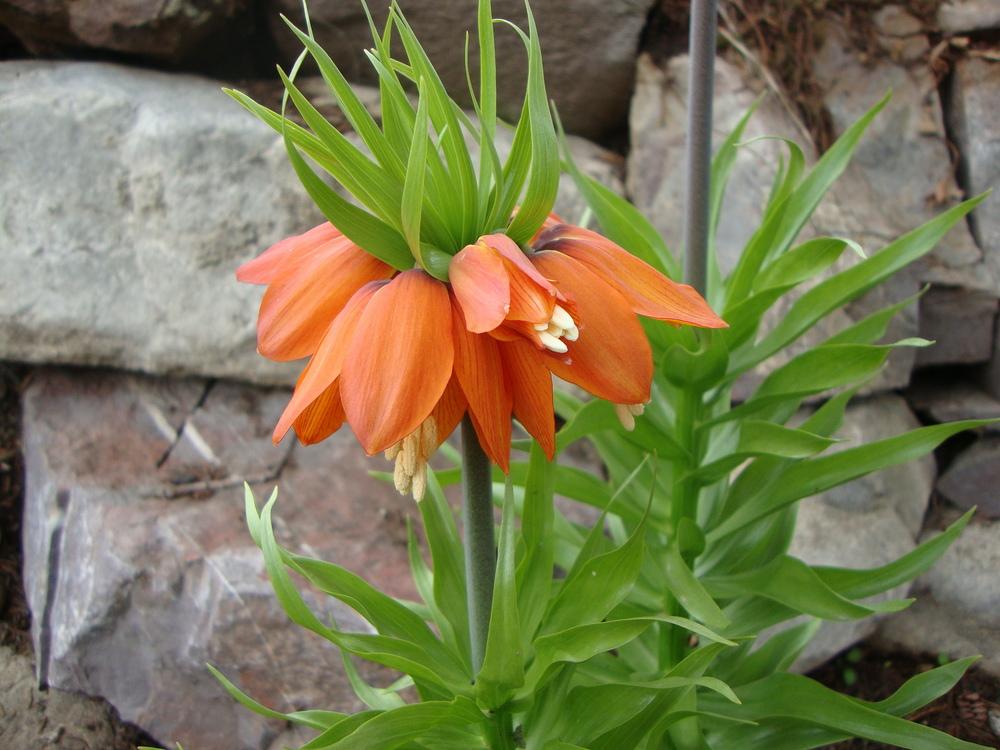 Photo of Crown Imperial Fritillaria (Fritillaria imperialis) uploaded by Paul2032