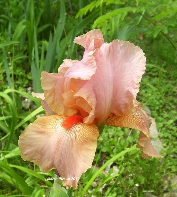 Photo of Tall Bearded Iris (Iris 'Pompano Peach') uploaded by Sharon