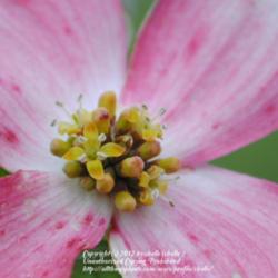 Location: My Northeastern Indiana Gardens - Zone 5b
Date: 2012-04-19
True flowers - surrounded by large pink bracts