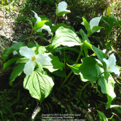 Location: z5a, Smith College Botanical Garden
Date: 2012-04-20