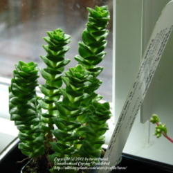 Location: At home indoors - Central Valley area, CA
Date: 2012-03-25
Anew succulent addition - Crassula Pagoda Village