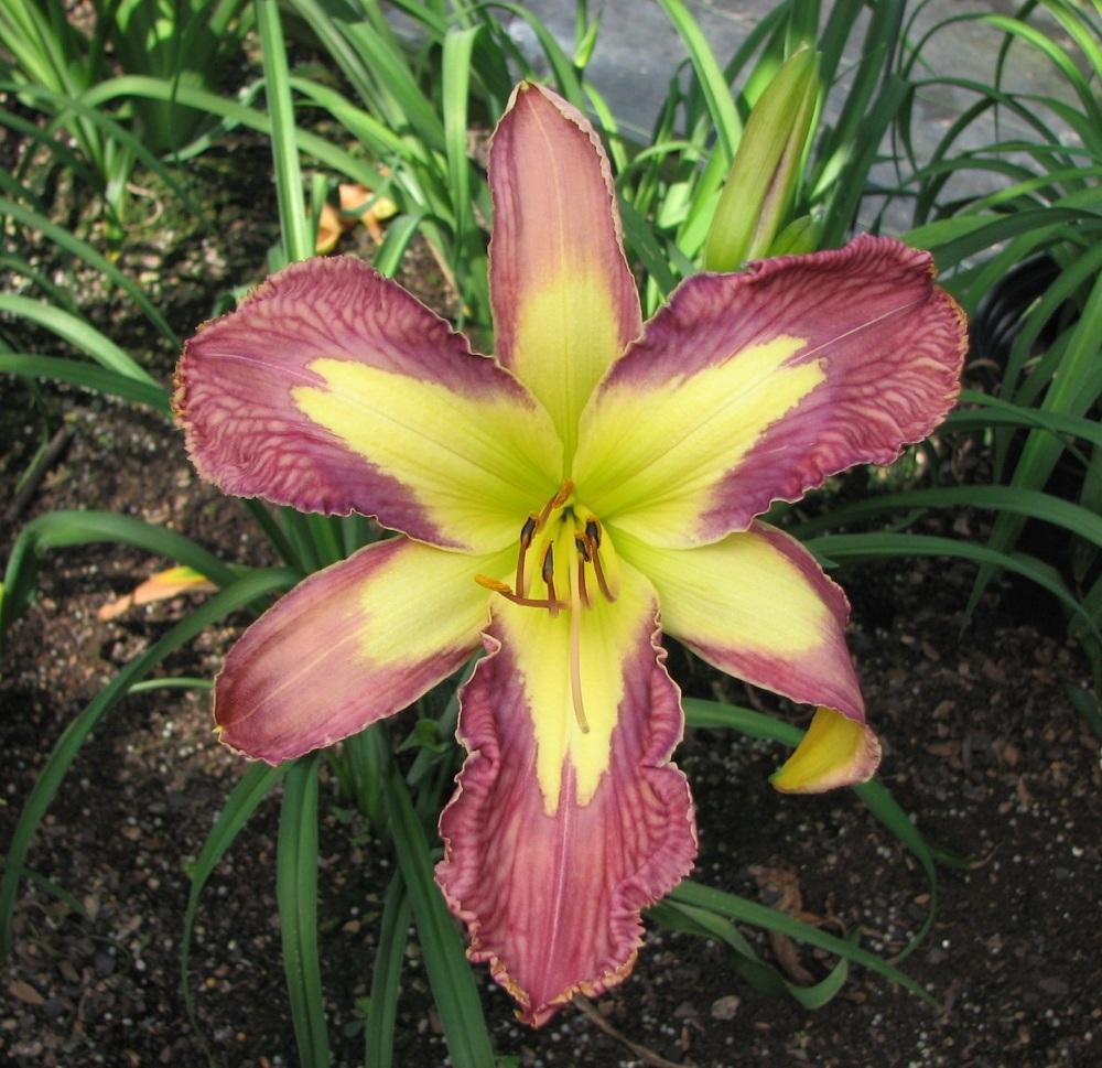 Photo of Daylily (Hemerocallis 'Jungle Queen') uploaded by tink3472