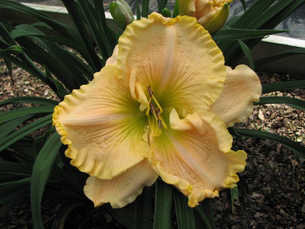 Photo of Daylily (Hemerocallis 'The Anointed One') uploaded by tink3472