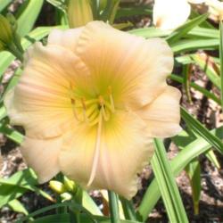 
Date: 2005-07-22
Photo Courtesy of Nova Scotia Daylilies Used with Permission