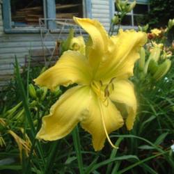 
Date: 2006-07-25
Photo Courtesy of Nova Scotia Daylilies Used with Permission