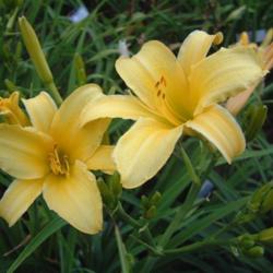 
Date: 2006-08-11
Photo Courtesy of Nova Scotia Daylilies Used with Permission