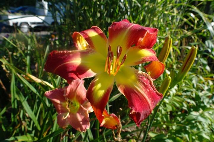 Photo of Daylily (Hemerocallis 'The Blood Is the Life') uploaded by vic