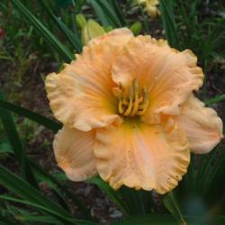 
Date: 2010-07-13
Photo Courtesy of Nova Scotia Daylilies Used with Permission