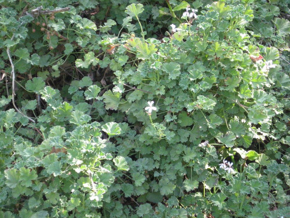 Photo of Pelargoniums (Pelargonium) uploaded by wcgypsy