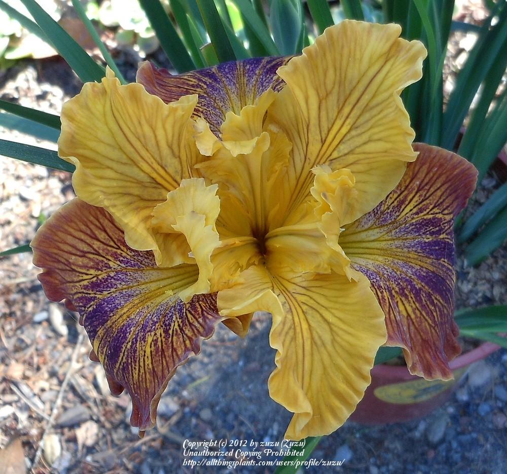 Photo of Pacific Coast Iris (Iris 'Lines That Rhyme') uploaded by zuzu