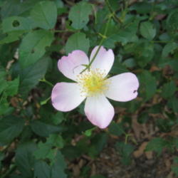 Location: Kannapolis, NC
Date: 2012-04-20
First bloom on Lyda Rose