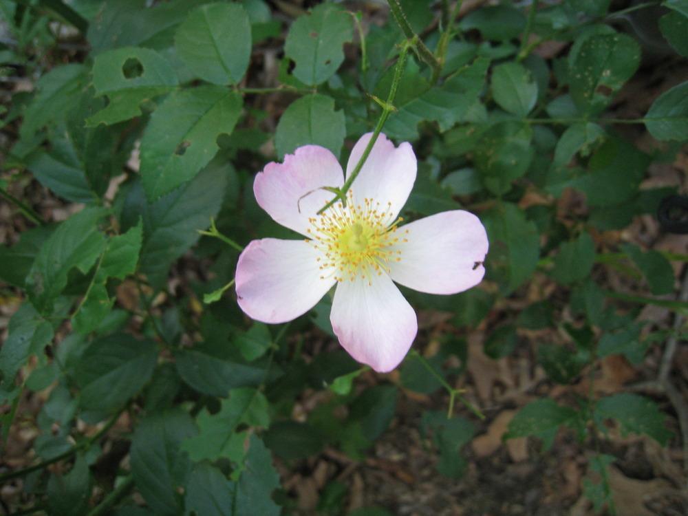 Photo of Rose (Rosa 'Lyda Rose') uploaded by Hemophobic