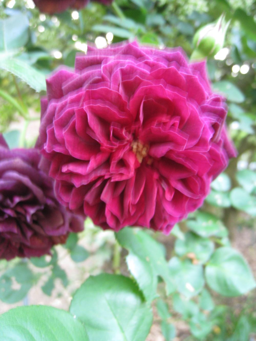 Photo of Rose (Rosa 'Tradescant') uploaded by Hemophobic