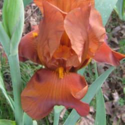 Location: Kannapolis, NC
Date: 2012-04-20
Lovely iris